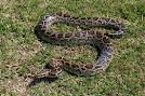 Alien Invasive Species Images - Everglades National Park