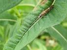 This insect, resting upon a leaf of a willowherb plant, is an adult caddis - via Daymix