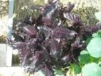 Purple Ruffled Basil - A Gardener's Forum