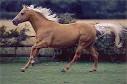 The Quarter Horse