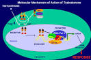 Chapter 3. ANDROGEN PHYSIOLOGY: RECEPTOR AND METABOLIC DISORDERS