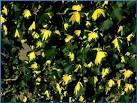 <b>Hedera</b> Helix Goldheart