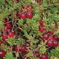 Vaccinium Ben Lear Cranberry - Buy Fruit Plants Online