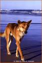 Dr. Ellen K. Rudolph - DINGO - Canis lupis DINGO