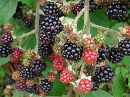 blackberries