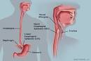 The Esophagus (Human Anatomy): Picture, Function, Conditions, and More