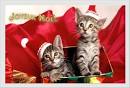 Noël joyeux noël chats - Centerblog