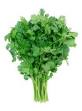 Chinese parsley - Images