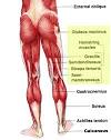 POSTERIOR Chain versus Anterior Chain