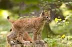 File:Lynx lynx cub 20050709.jpg - Wikimedia Commons