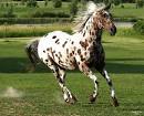 Appaloosa