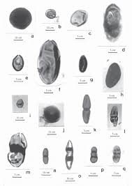 Résultat de recherche d'images pour "Lacrimasporonites fusoides"
