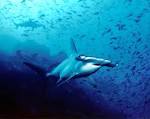 Hammer from Cocos Island, - via Daymix