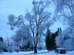 Portland Snow Picture - trees on Lovely St. - Chris Higgins is ...