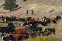 More Cattle Properties and Land - Ranches For Sale | Fay Ranches