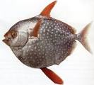 Australian Fish and Seafood