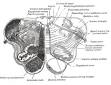 Arcuate nucleus (medulla) - Wikipedia, the free encyclopedia