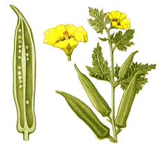 okra