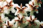 Hoya erythrostemma