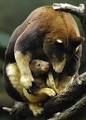 Tree Kangaroo | It's Nature - Mammals