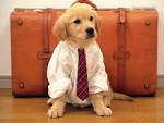 First of all, your pet must be - via Daymix