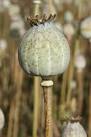 TF0461 : Opium poppy - via Daymix