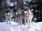 ALASKA report confirms WOLVES killed 32-year-old jogger Candice ...