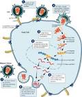 treatment of <b>HIV</b>-<b>infected</b>