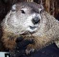 with Punxsutawney Phil