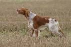 Brittany   Domestic Dog Breeds Reference Library   redOrbit