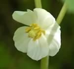 <b>Podophyllum peltatum</b>