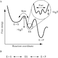 ScienceDirect.com - Methods in Enzymology - Chapter Ten - Methods