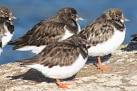 The Turnstone (Arenaria interpres) warts and all - via Daymix