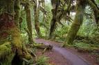 File:Forks WA Hoh National Forest Trail.JPG - Twilight Saga Wiki