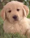 The top pet grooming tips: Golden Retriever - The hunting breed