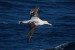 The Wandering Albatross Bio aerial Locomotion