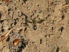 Miner Bee by the River Tyne - via Daymix