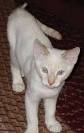 Colorpoint Shorthair - Cat Facts