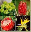 Fynbos Vegetation on the Cape Peninsula - South Africa