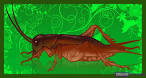 How to Draw a Cricket, Step by Step, Bugs, Animals, FREE Online ...