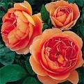 david austin roses australia