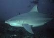 Bull shark - Wikipedia, the free encyclopedia
