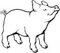 Pig coloring page