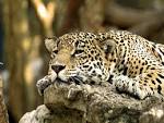 Felines - National Geographic Wallpaper (6909280) - Fanpop