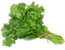 A Lesser-Known Cilantro - Country Living