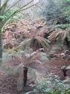 (Dicksonia antarctica) in - via Daymix