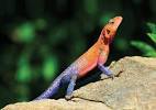 The Arcadia Company Blog » The 30 day lizard!!