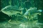 Largemouth Bass - Florida State Symbols - Symbols - Florida Facts ...