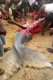 Whale Washes Up on Nigerian Beach 4