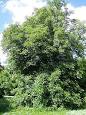 Aesculus glabra - Wikipedia, the free encyclopedia